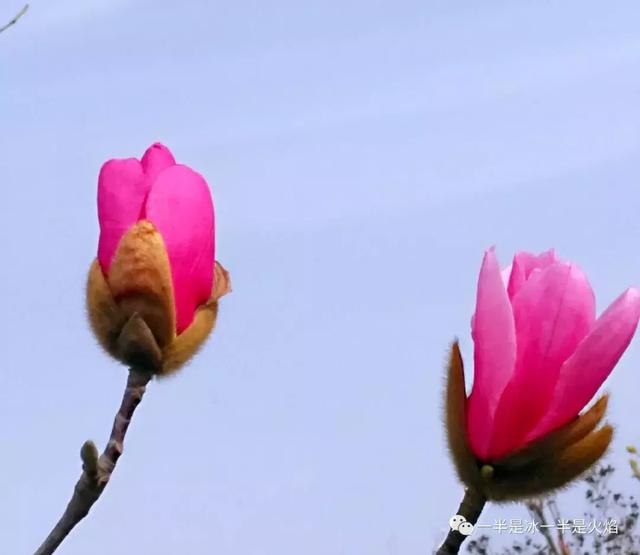 散文诗：漫步 · 春天