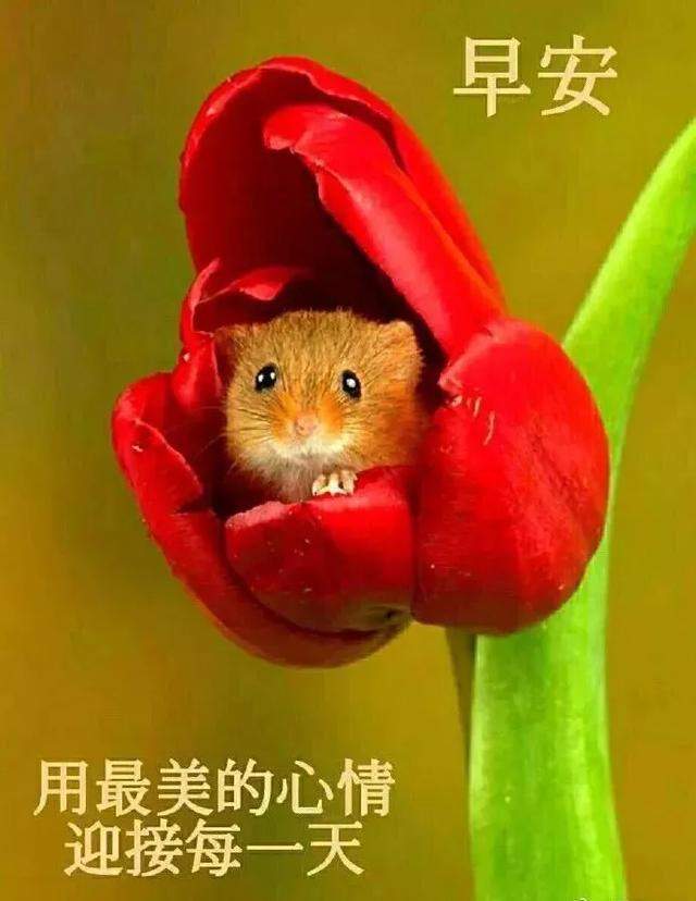 给自己一份自信，不卑不亢，给自己一份洒脱，悠然前行，早安