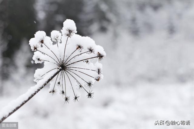 12句人生的优美句子，未来没有失去青春的美丽