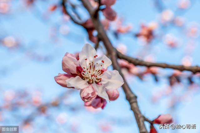 12句人生的优美句子，未来没有失去青春的美丽
