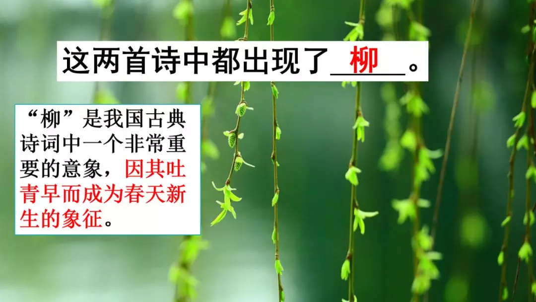 二年级古诗咏柳的意思（分享古诗咏柳全诗及释义）