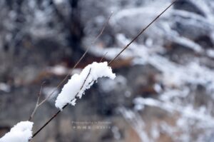 写雪的诗有哪些（形容冬天的雪景非常美的诗句）