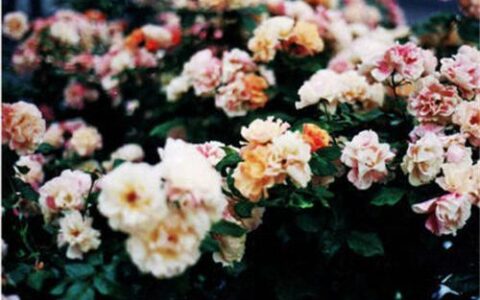 失眠发朋友圈句子大全（失眠怎么晒朋友圈）