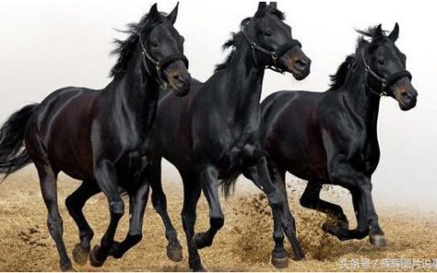 鞍前马后什么意思（关于马的小故事大全）