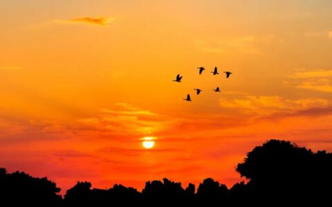 歌颂祖国的古诗词句大全（歌颂祖国的律诗和绝句）