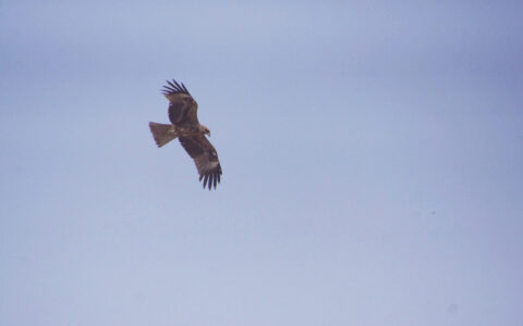 鹰开头的成语有哪些（鹰开头的四字成语大全）