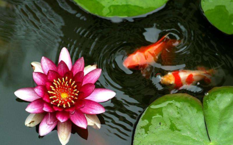 形容鱼在水里游的优美句子（鱼儿水中游的美丽诗句）