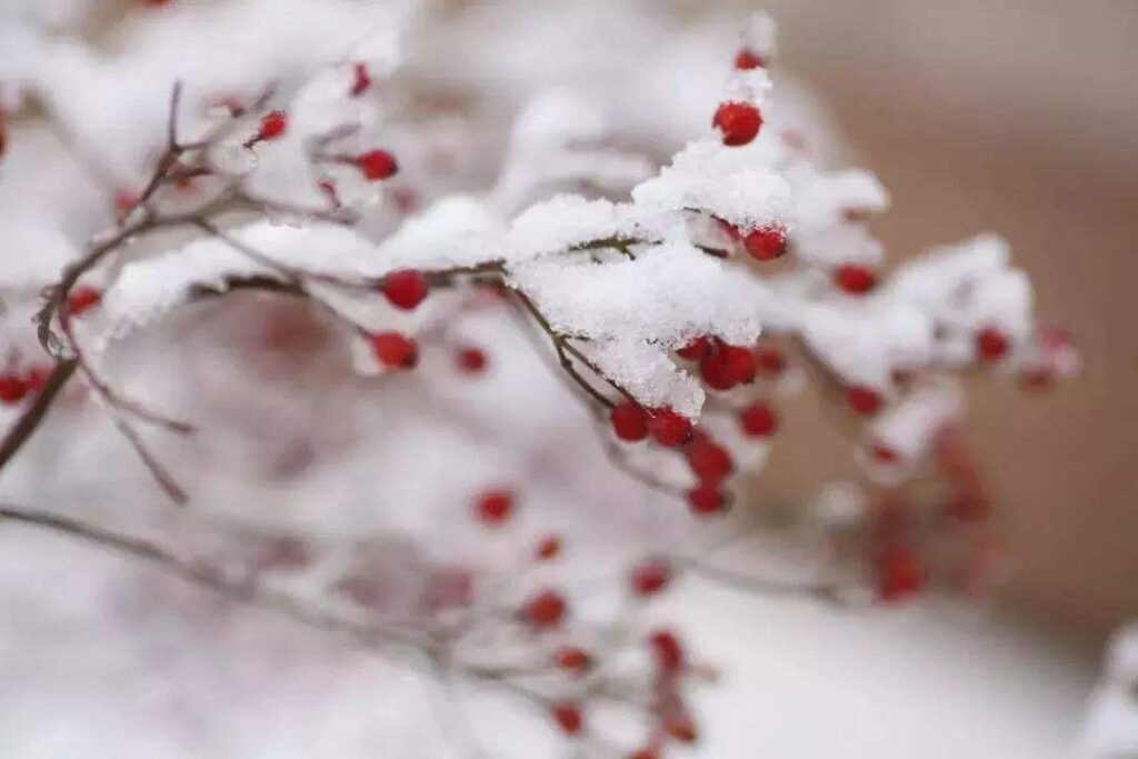 描写雪的好词好句（描写雪的好段摘抄赏析）