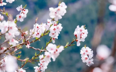 带春的成语有哪些（含有描写春天的成语鉴赏）