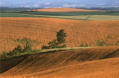 感谢婚礼来宾的短语朋友圈精选(31句)