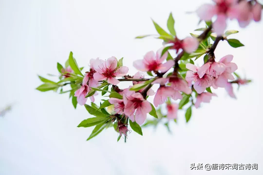 48首桃花诗词，许你十里桃花,遇见最美的桃花