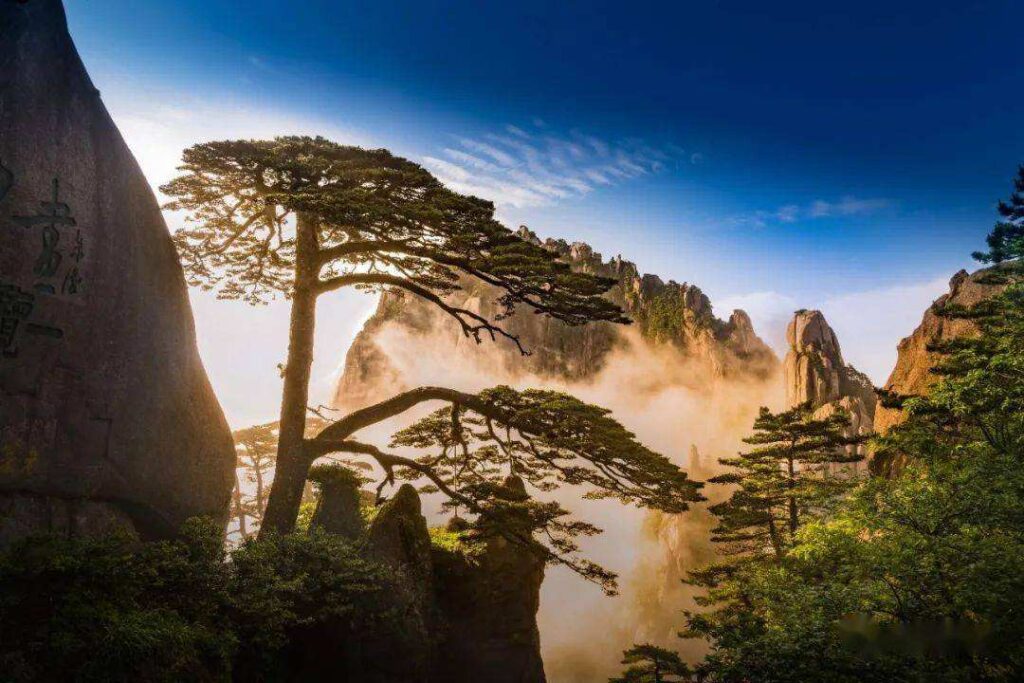 描写松树的古诗句有哪些（描写松树的好词好句好段250个）