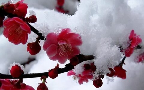 梅花古诗王安石古诗解析（王安石梅花注释及赏析）