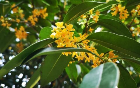 桂花诗句经典名句（赞美桂花的名句）