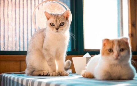 形容猫的诗句有哪些（赞美猫的精辟句子）