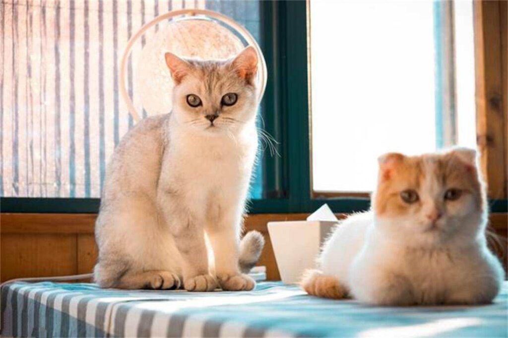 形容猫的诗句有哪些（赞美猫的精辟句子）