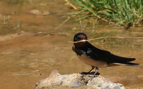 描写春天燕子的古诗有哪些（21首赞美燕子的古诗）
