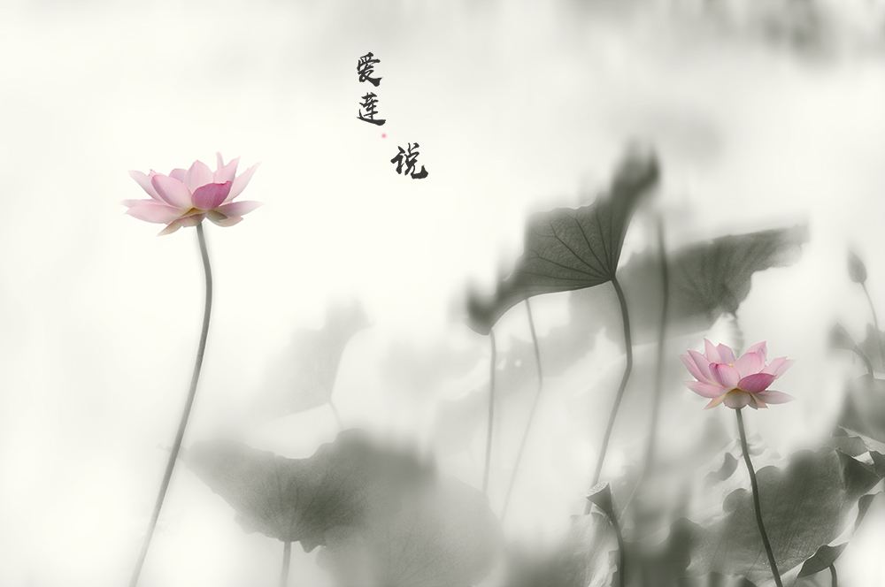 周敦颐爱莲说全文翻译（爱莲说原文及注释）