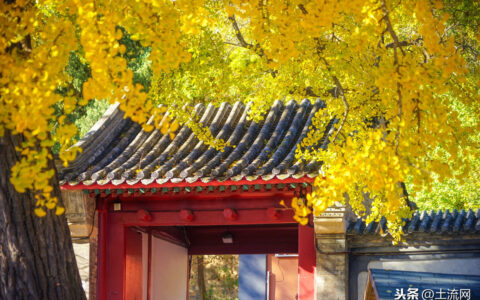 梧桐树在风水中的讲究（盘点中国十大镇宅之树）