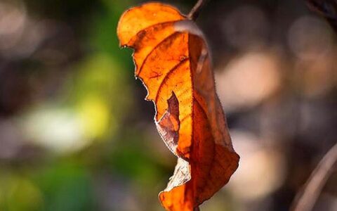 落叶知秋的句子唯美（落叶知秋的优美的句子）