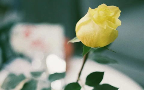 关于爱情的唯美古诗词句（描写爱情的古诗）