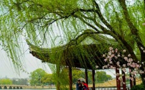 清新散文句子（森系网名简单气质）