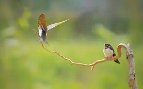 描写燕子的诗句有哪些（描写燕子的诗句古诗）