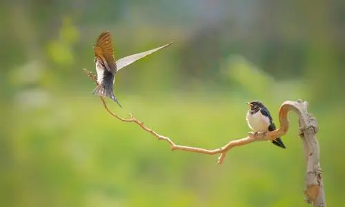 描写燕子的诗句有哪些（描写燕子的诗句古诗）