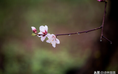 赞美春雨的诗句有哪些（古人赞美春雨的诗句）