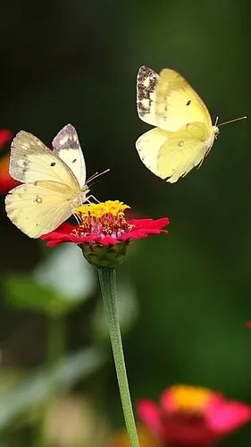 欧阳修蝶恋花的原文是是什么（欧阳修蝶恋花原文及赏析）