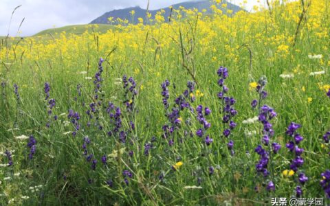 10种代表春天的景物大全（象征春天的景物有哪些）