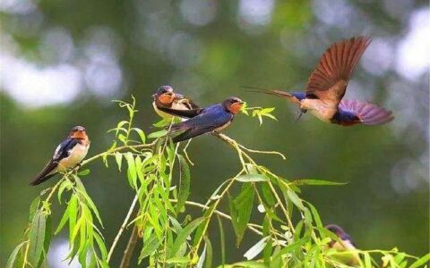春夏秋冬古诗词各一首（包含一年四季的诗句 ）