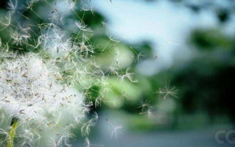 朱自清散文《白采》