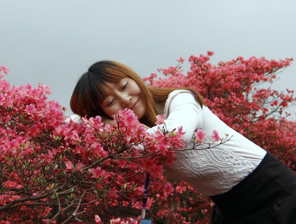 朱自清散文《看花》