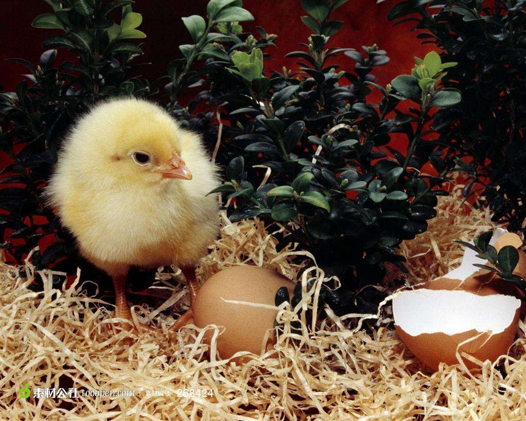 描写小动物的外形特点简单（三年级写小动物外形范文）