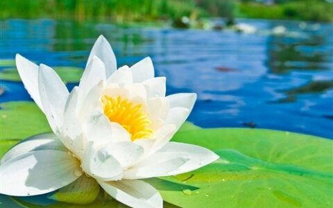 一句话描写荷塘美景的句子（七言绝句赞美荷花）