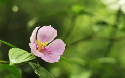 描写夏天的句子超优美（赞美夏天的优美短句）
