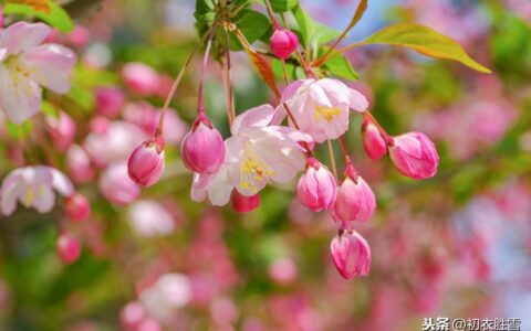 《海棠》古诗苏轼（古诗原文及翻译）