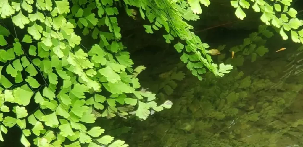 有关春天的词语（形容美好春天的四字词语）