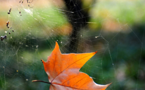 梧桐的诗句有哪些（关于梧桐的美好诗词）