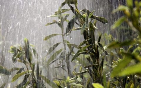 喜雨白居易翻译及赏析（喜雨白居易感情）