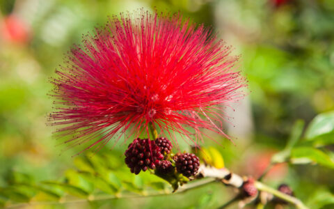 春天的古诗有哪些（赞美春天的诗句）