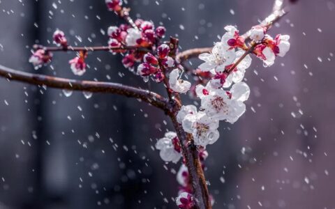 临安春雨初霁陆游（临安春雨初霁翻译及赏析）