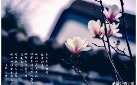 春花秋月何时了的下一句是什么（虞美人原文鉴赏）