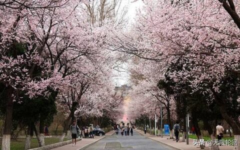关于樱花的诗句有哪些（5首赞美樱花美景的唯美诗词）