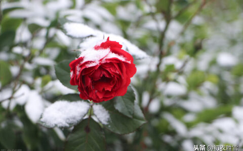 ￼描写月季花的优美句子（描写月季花的优美句子摘抄）