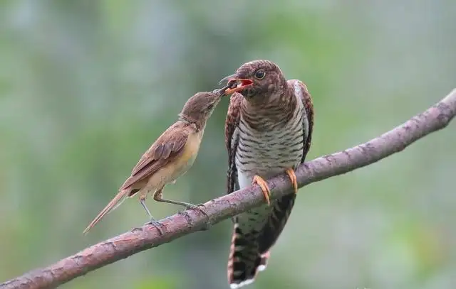 聆听布谷鸟的叫声