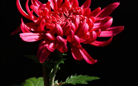 描写菊花的优美句子（赞美菊花的优美句子简短）