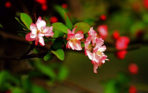 描写海棠的诗句有哪些（含有海棠花的15首唯美诗）