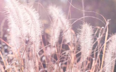 形容缘分的诗句有哪些（关于缘分的唯美句子）
